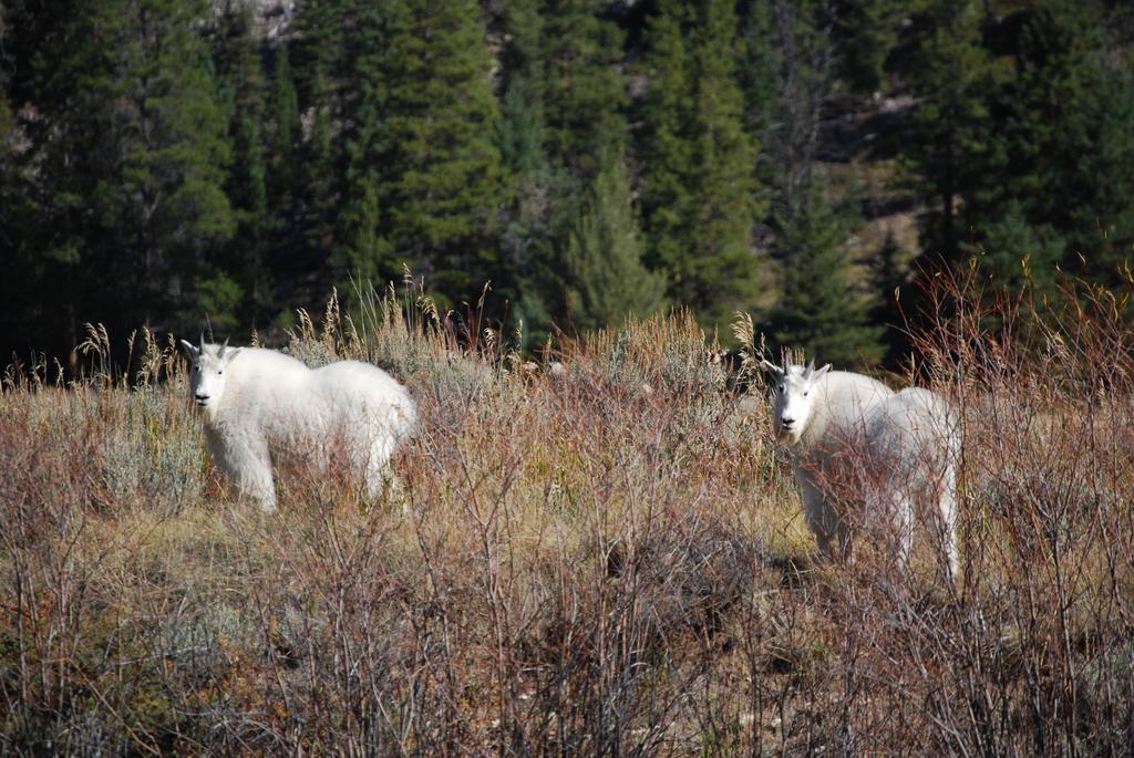 Bucks T4 Lodge Big Sky Exteriör bild