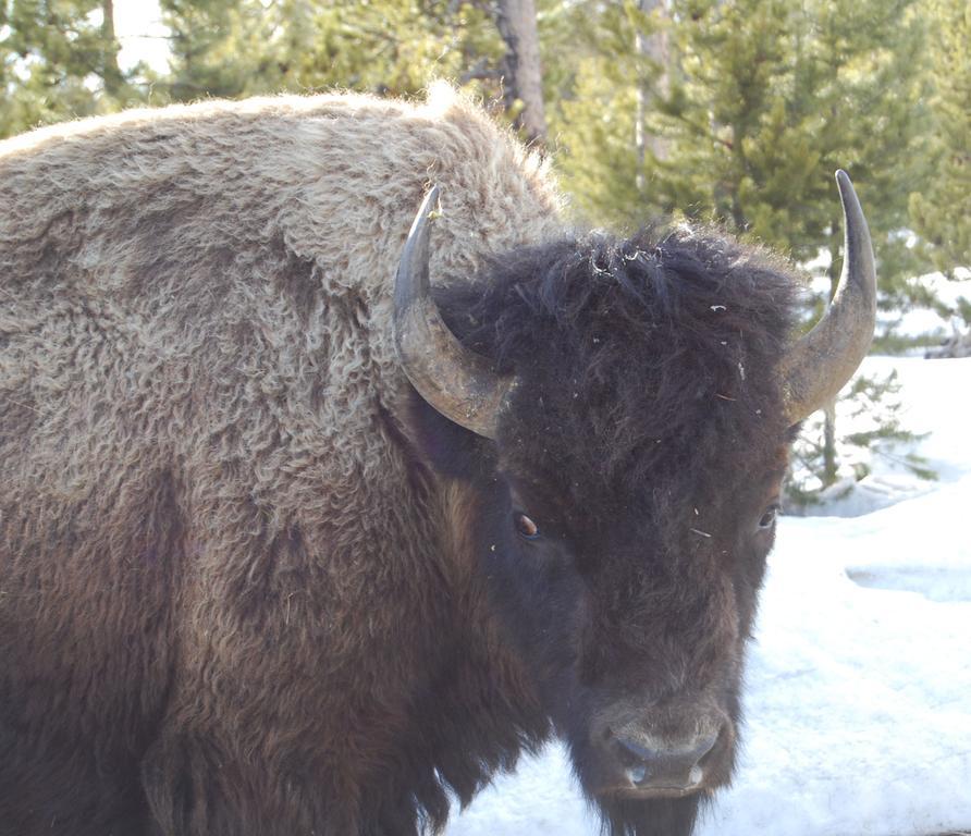 Bucks T4 Lodge Big Sky Exteriör bild